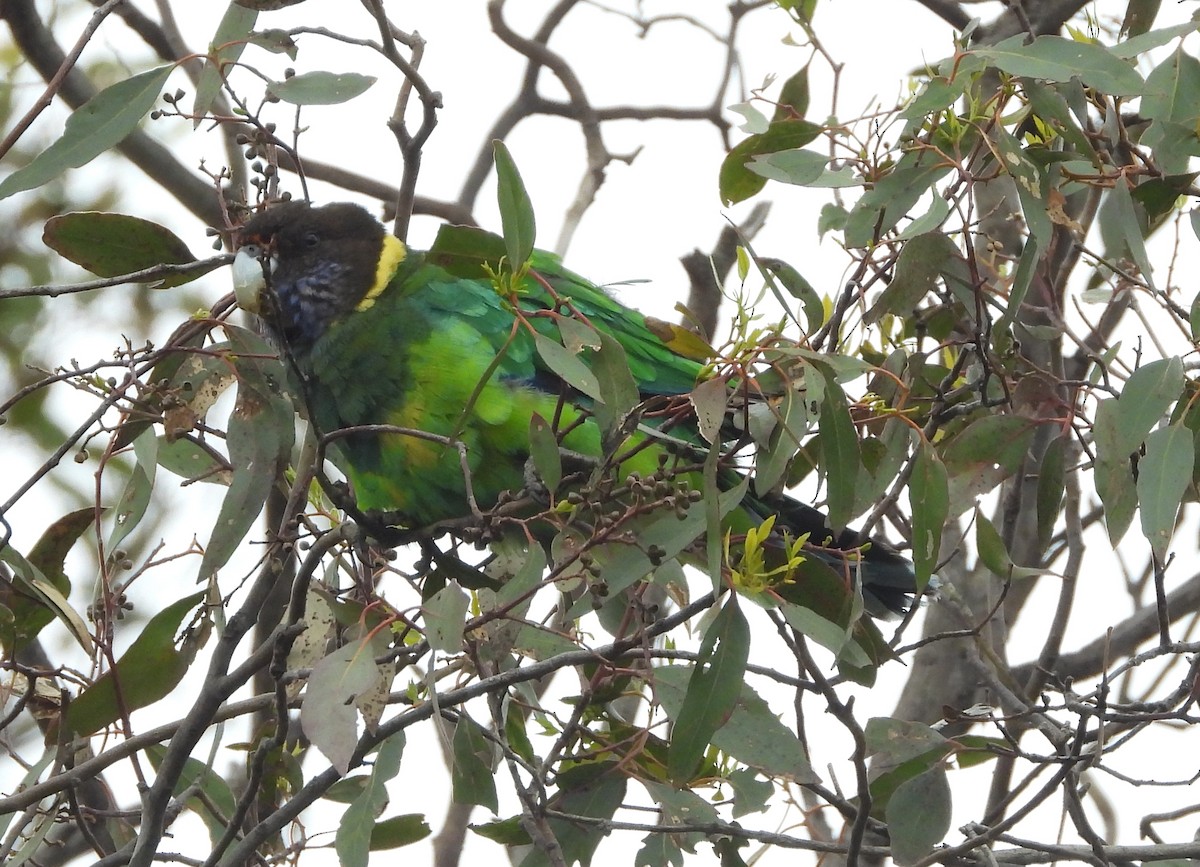 Australian Ringneck - ML645929396