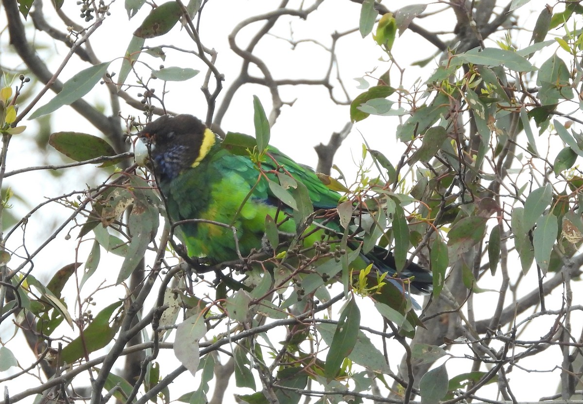 Australian Ringneck - ML645929397