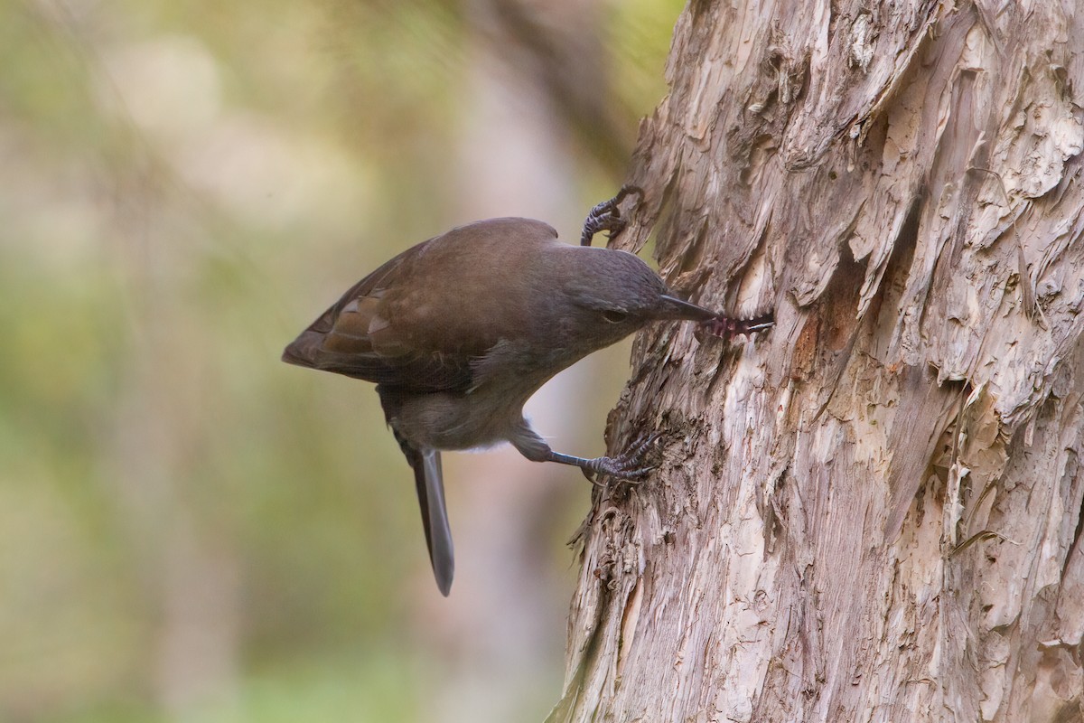 Ядлівчак сірий - ML645929409