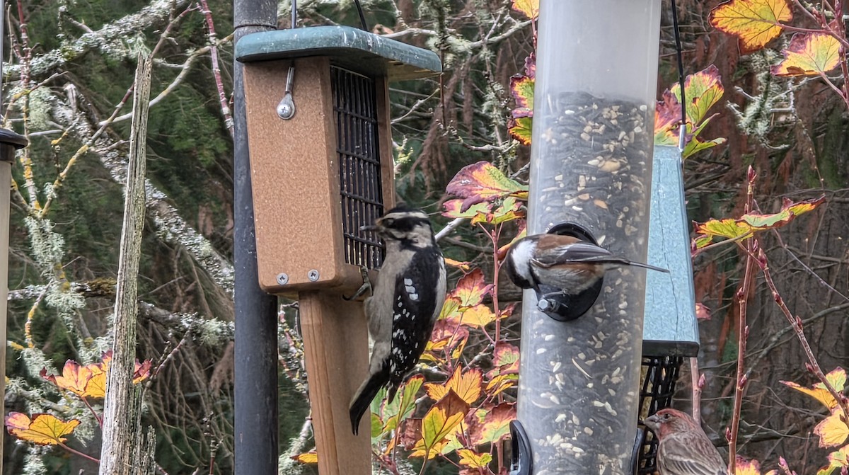 Hairy Woodpecker - ML645929418
