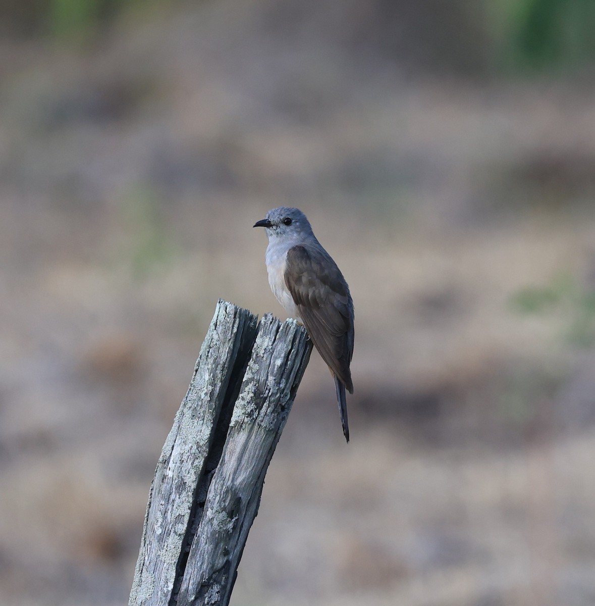 Sahul Brush Cuckoo - ML645929420