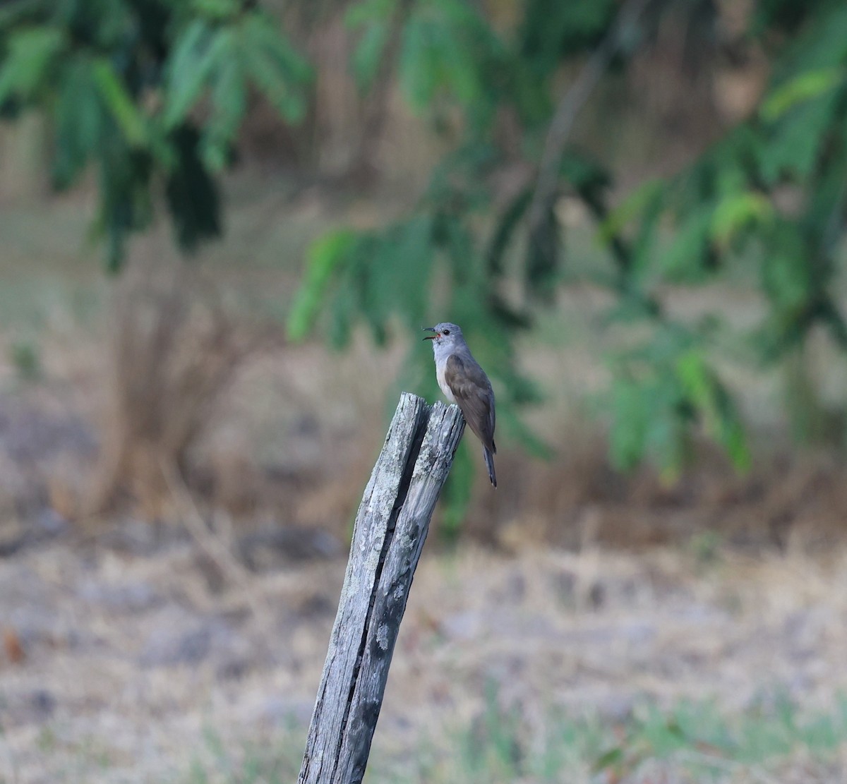 Sahul Brush Cuckoo - ML645929421