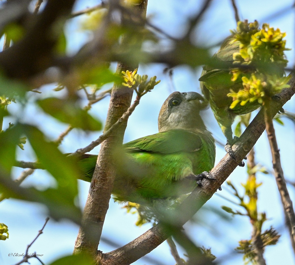 Lorito Cabecipardo - ML645929423