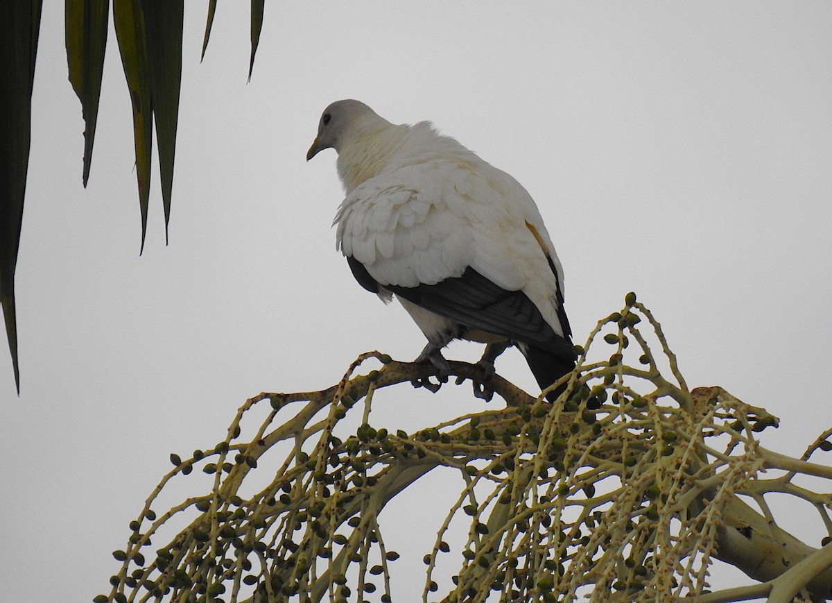Torresian Imperial-Pigeon - ML645929424