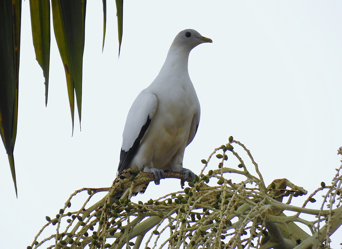 Torresian Imperial-Pigeon - ML645929428