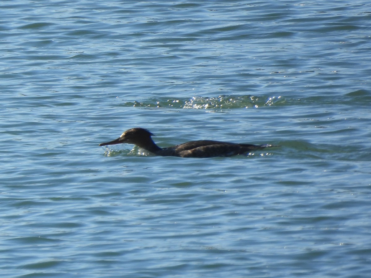 Red-breasted Merganser - ML645929430