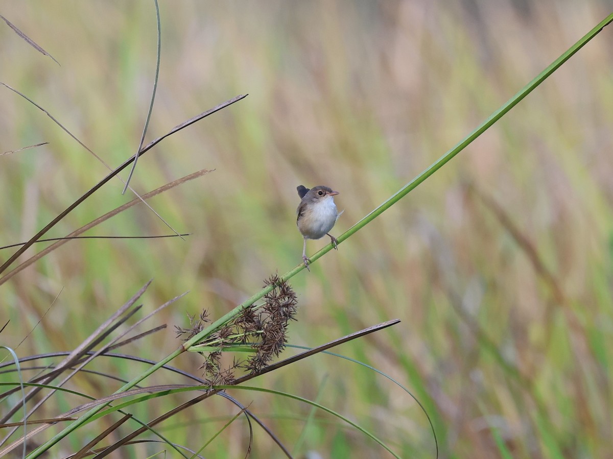 Red-backed Fairywren - ML645929431