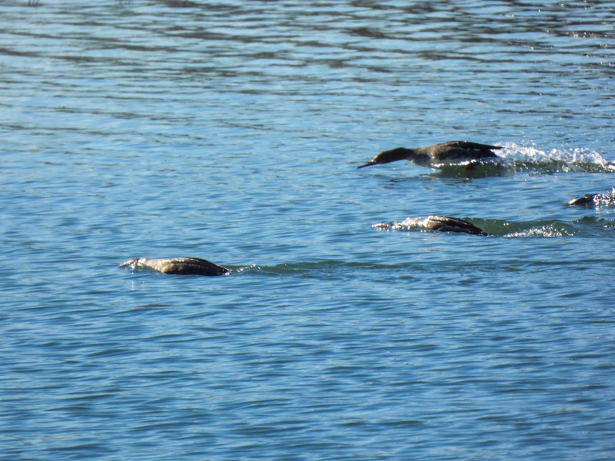 Red-breasted Merganser - ML645929432