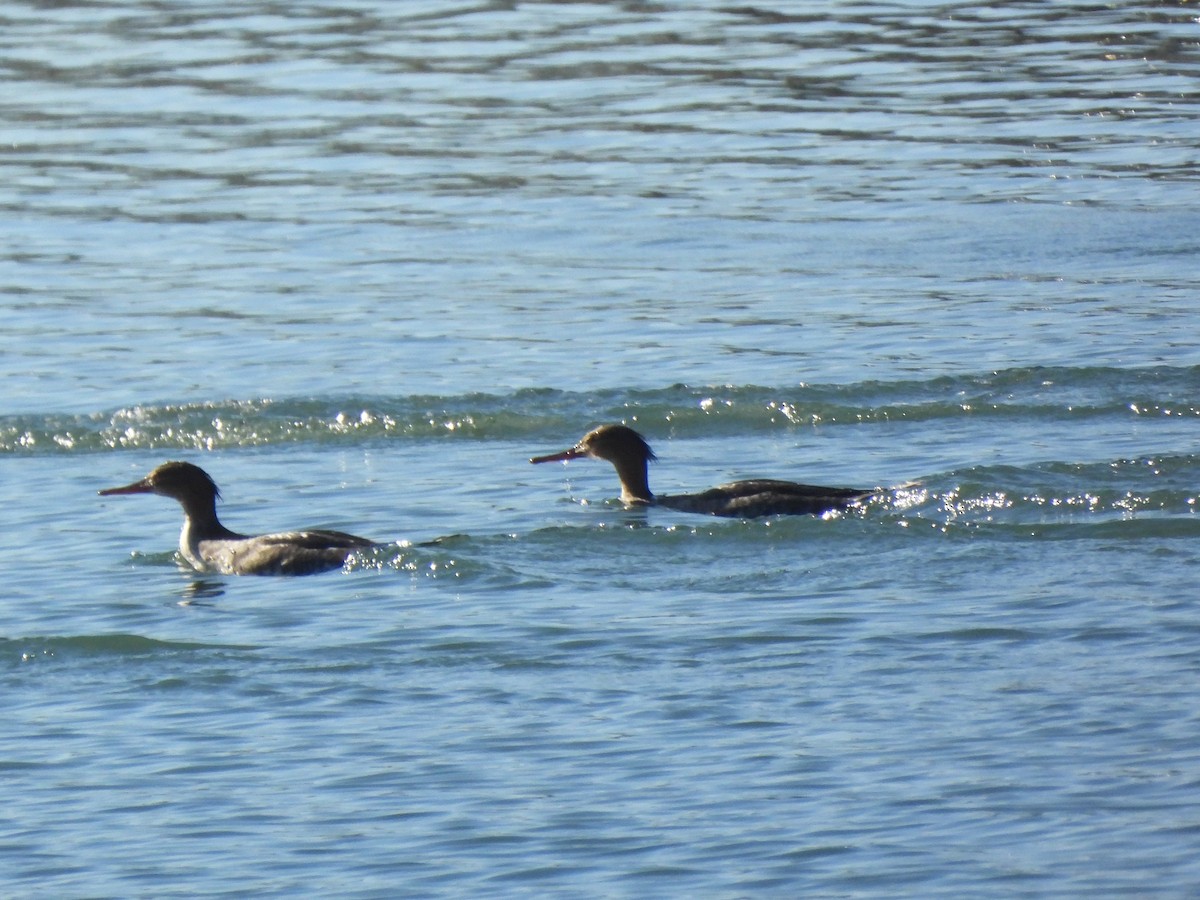 Red-breasted Merganser - ML645929434