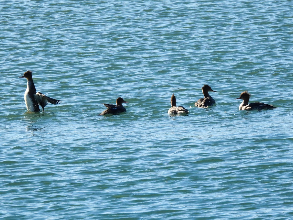 Крех середній - ML645929436