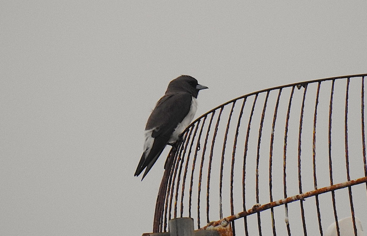 Ланграйн білогрудий - ML645929439