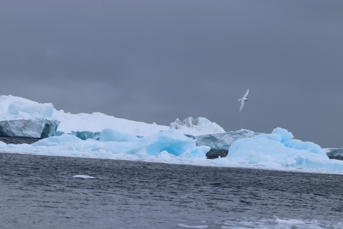 Пінгвін-шкіпер - ML645929440