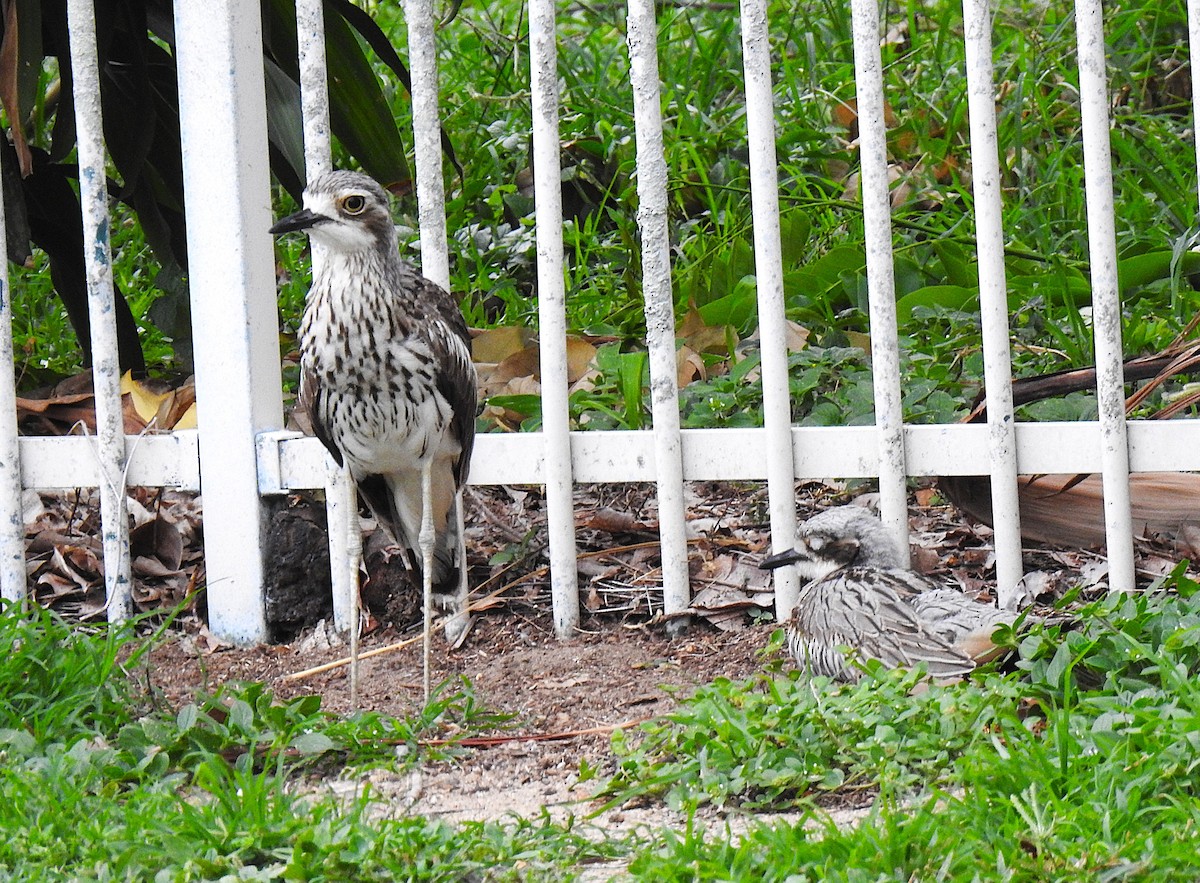 Лежень австралійський - ML645929446