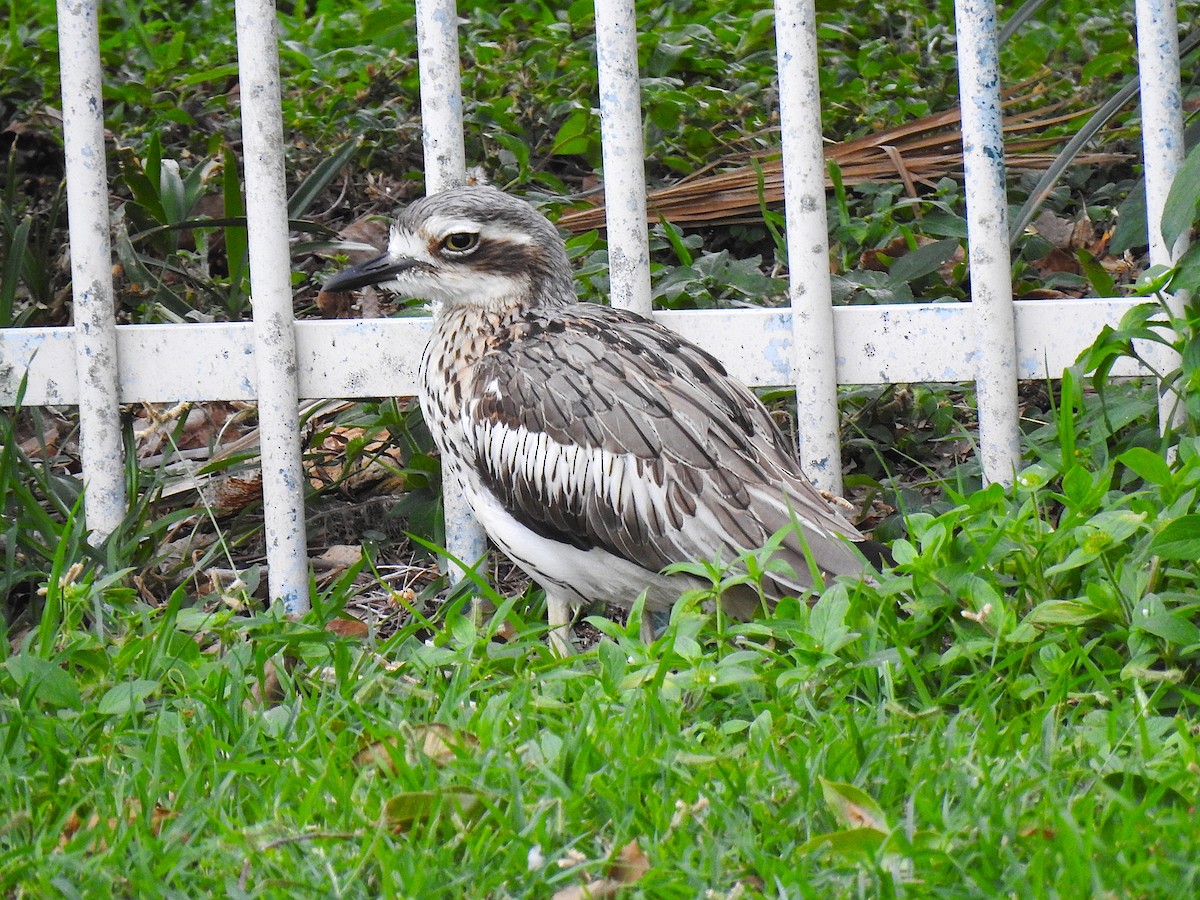 Лежень австралійський - ML645929449