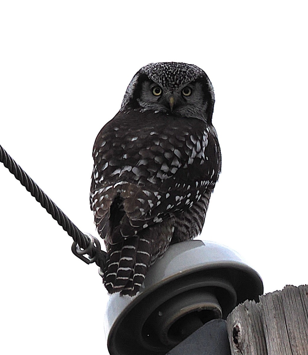 Сова яструбина - ML645929450