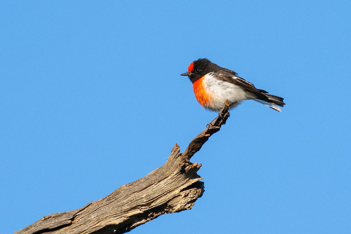 Red-capped Robin - ML645929454