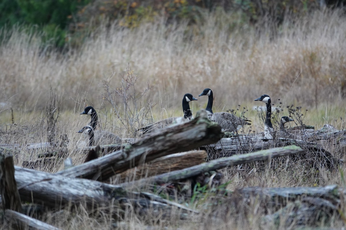 Казарка канадська - ML645929462