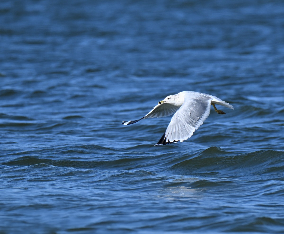 Мартин делаверський - ML645929471