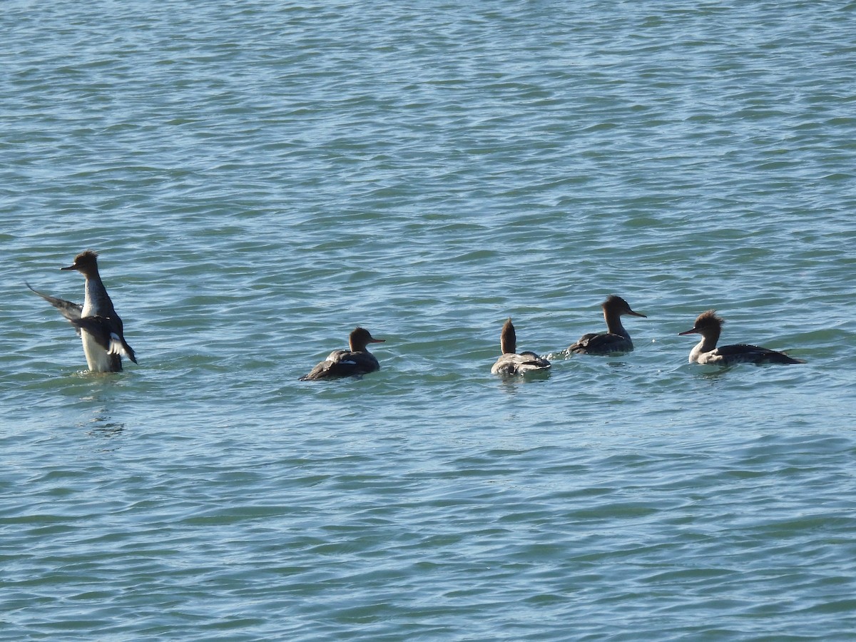 Крех середній - ML645929472