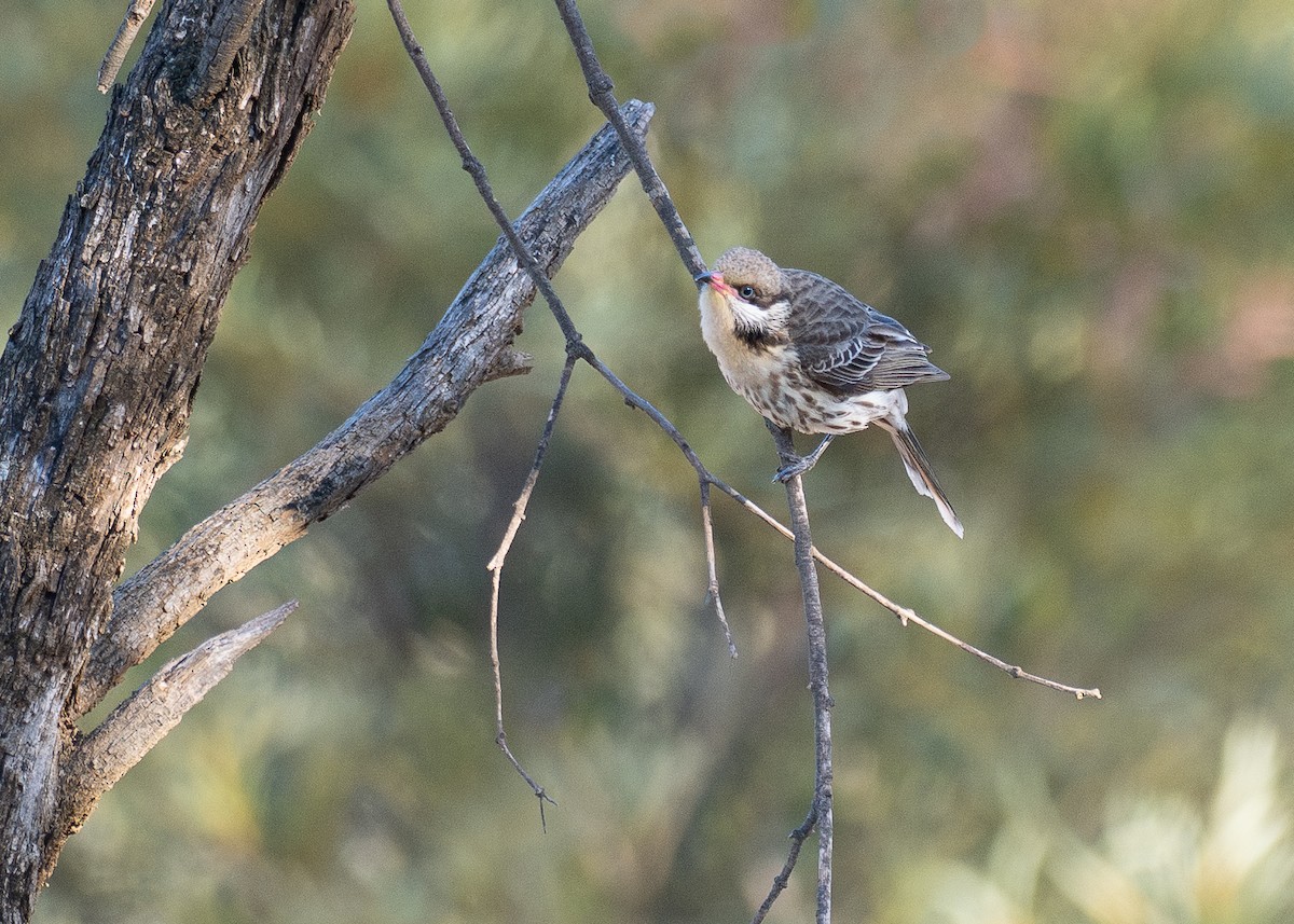 Spiny-cheeked Honeyeater - ML645929474