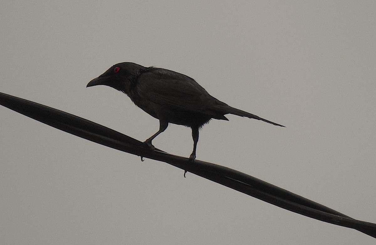 Шпак-малюк блискітливий - ML645929475