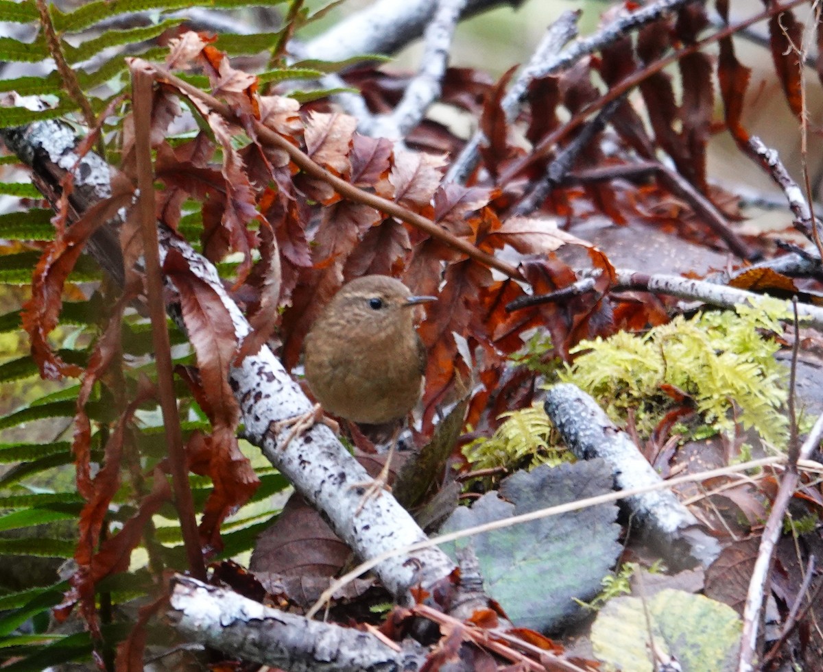 Волоочко кордильєрське - ML645929477