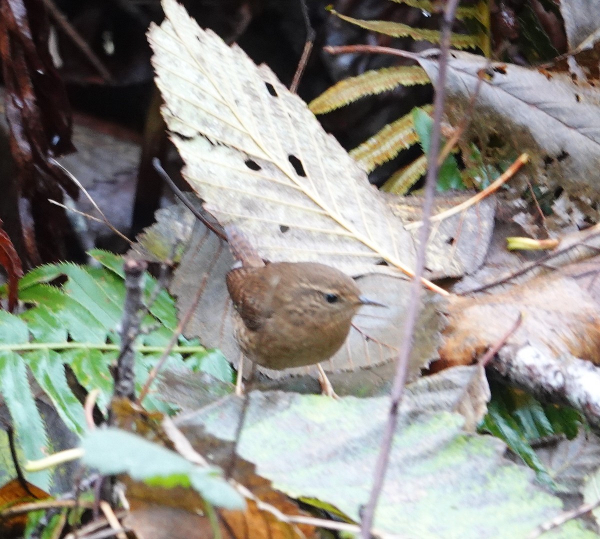 Волоочко кордильєрське - ML645929478