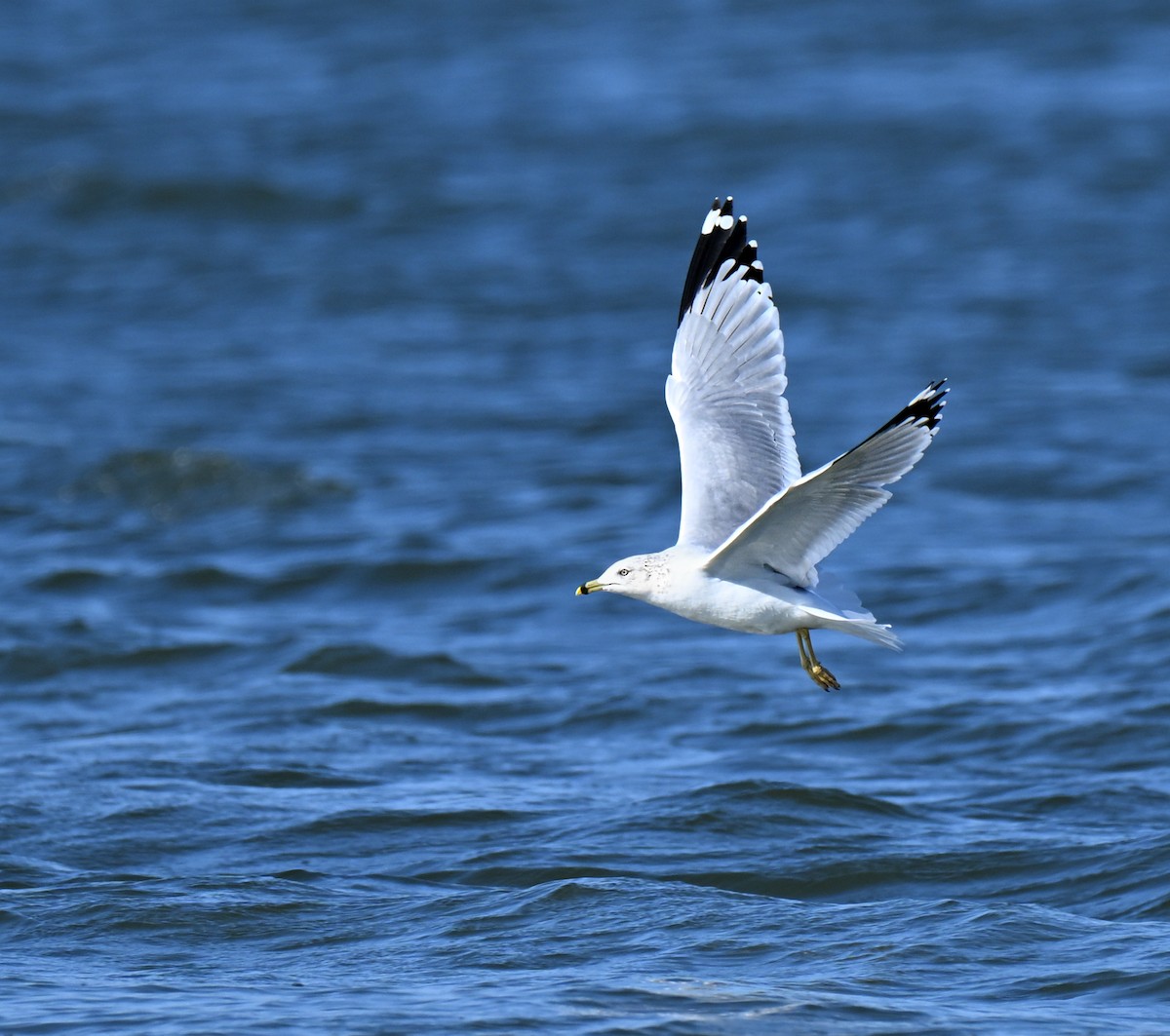 Мартин делаверський - ML645929479