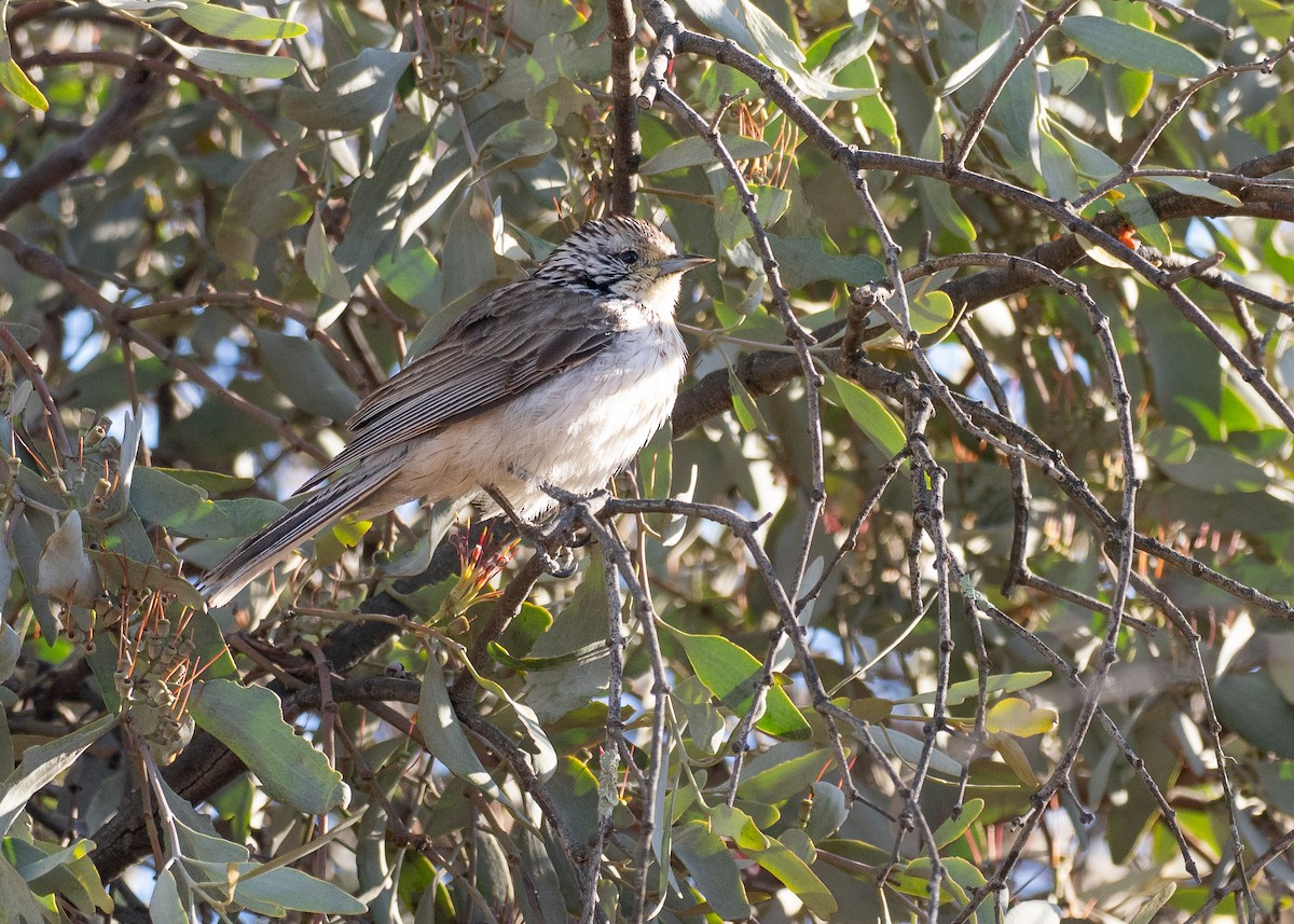 Striped Honeyeater - ML645929482