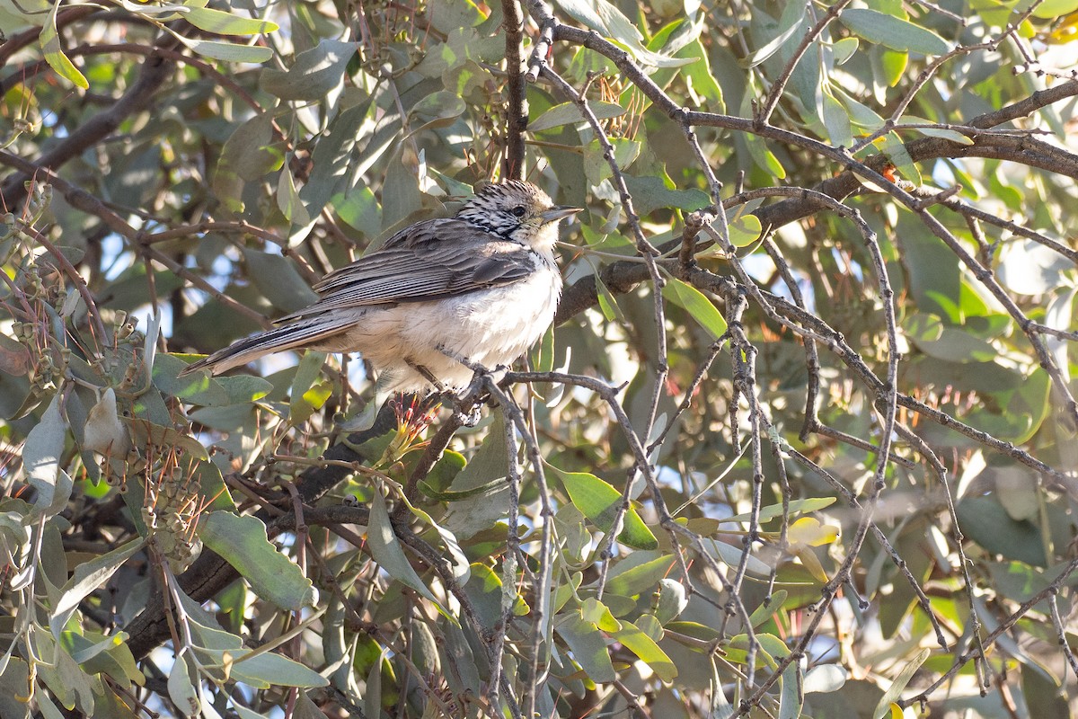 Striped Honeyeater - ML645929483