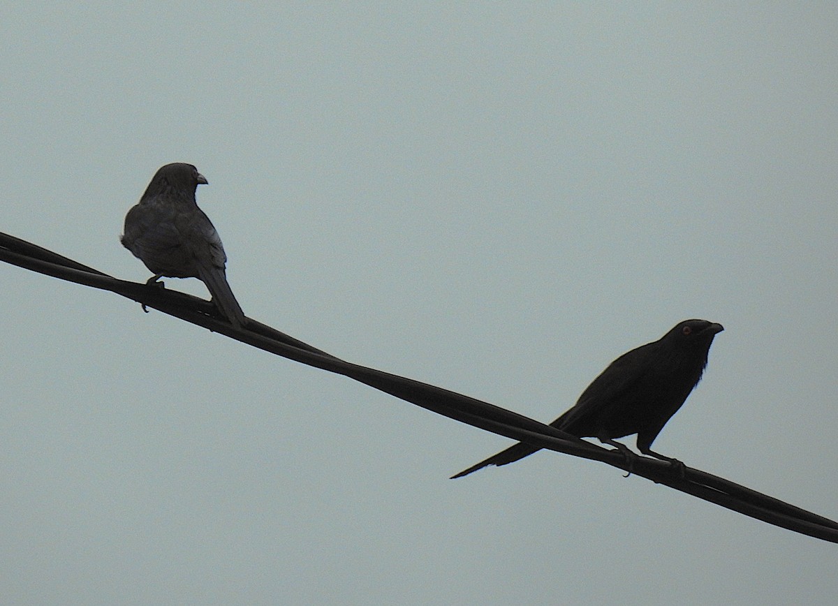 Шпак-малюк блискітливий - ML645929484