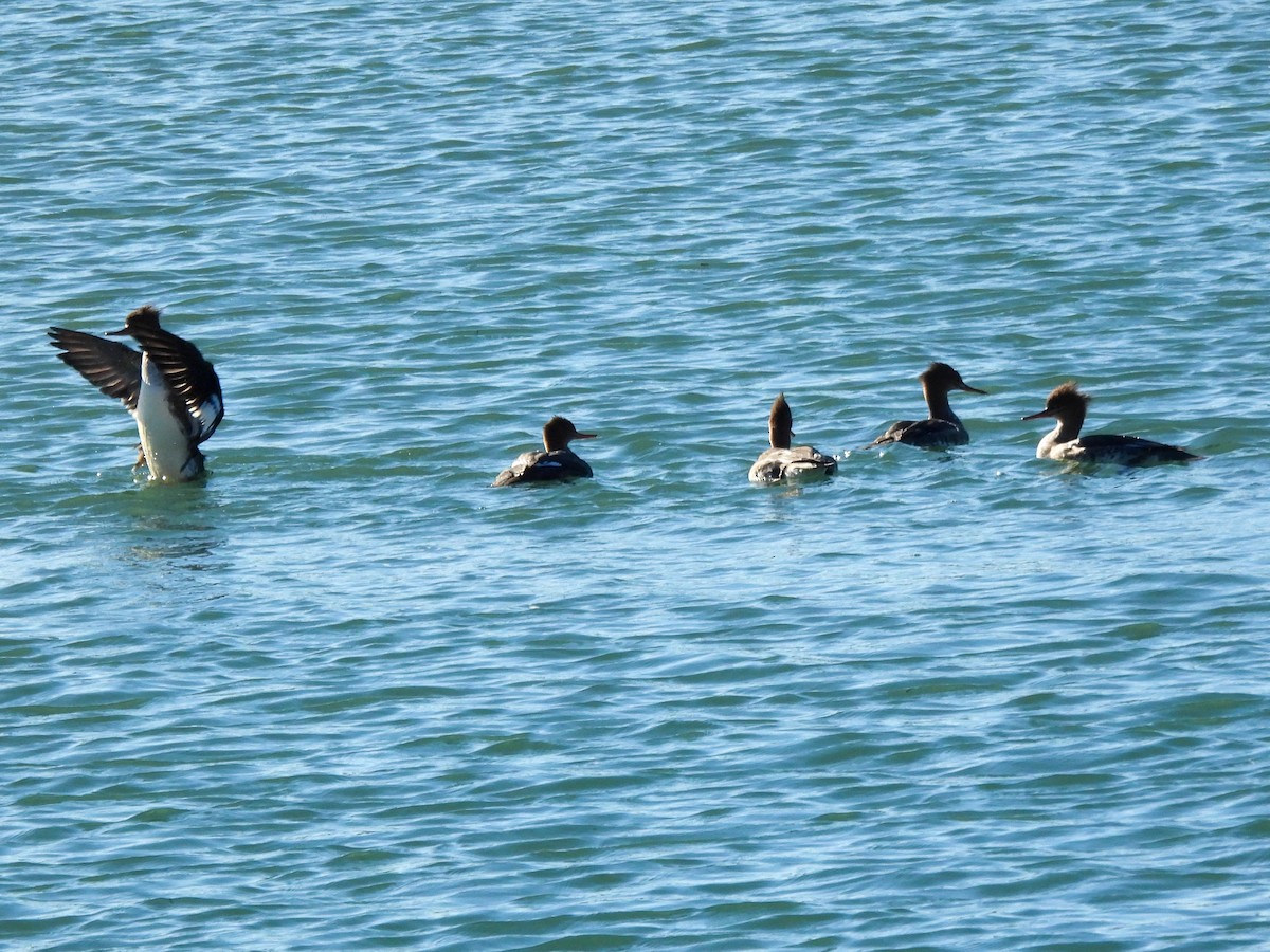 Serreta Mediana - ML645929491