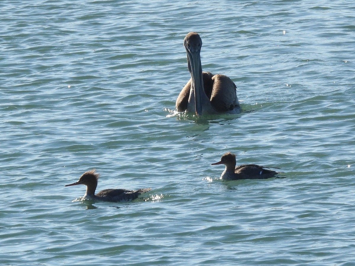 Serreta Mediana - ML645929492