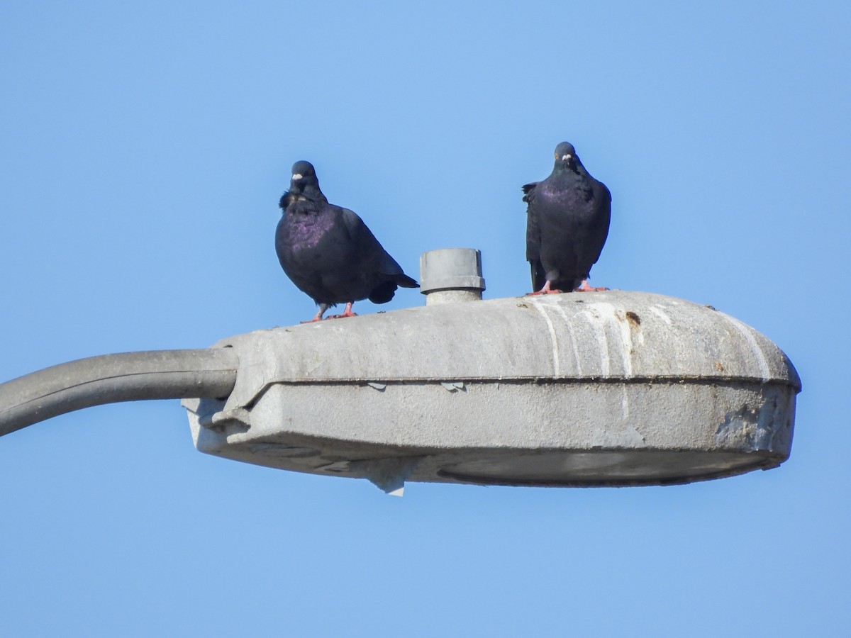 Paloma Bravía (variedad doméstica) - ML645929493