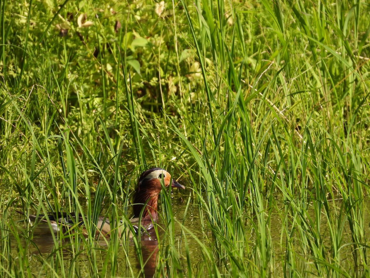 オシドリ - ML645929507