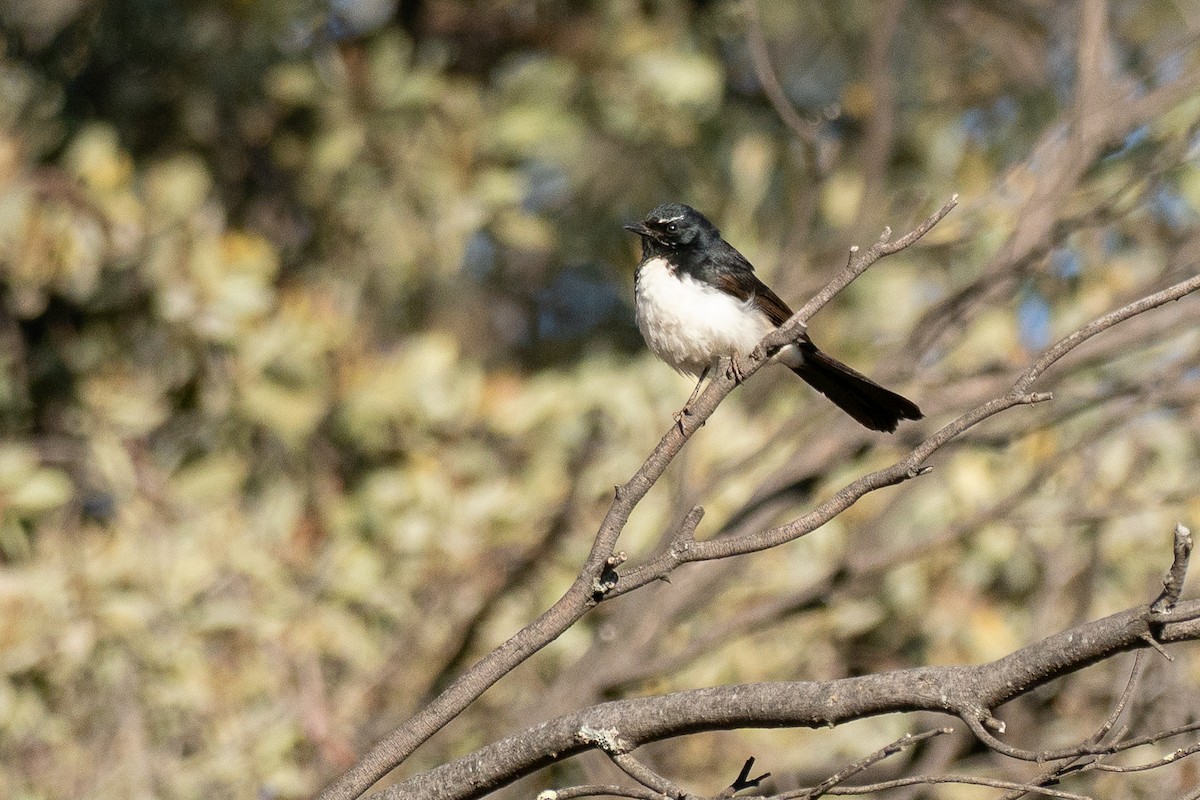 Willie-wagtail - ML645929509