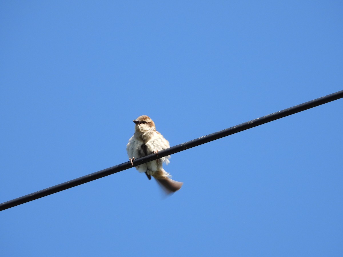 Горобець рудий - ML645929510