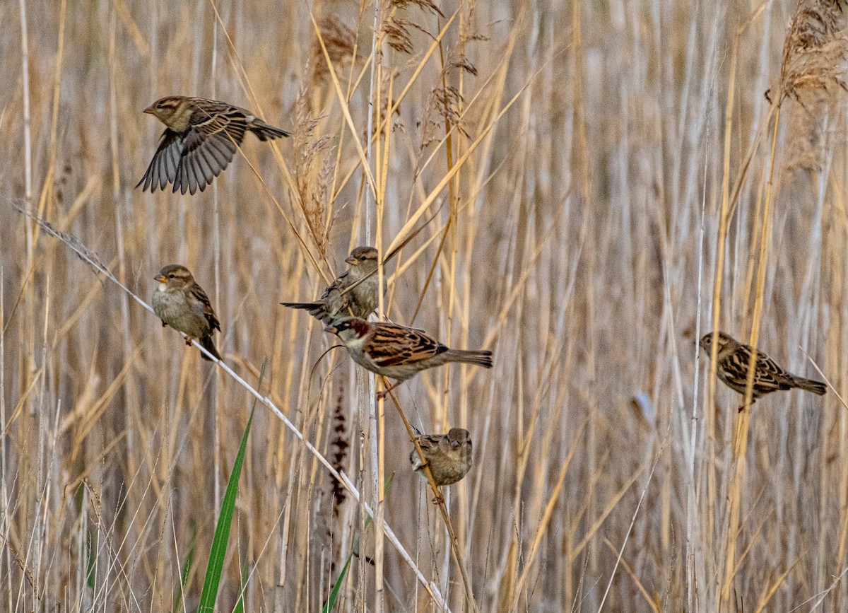 House Sparrow - ML645929513