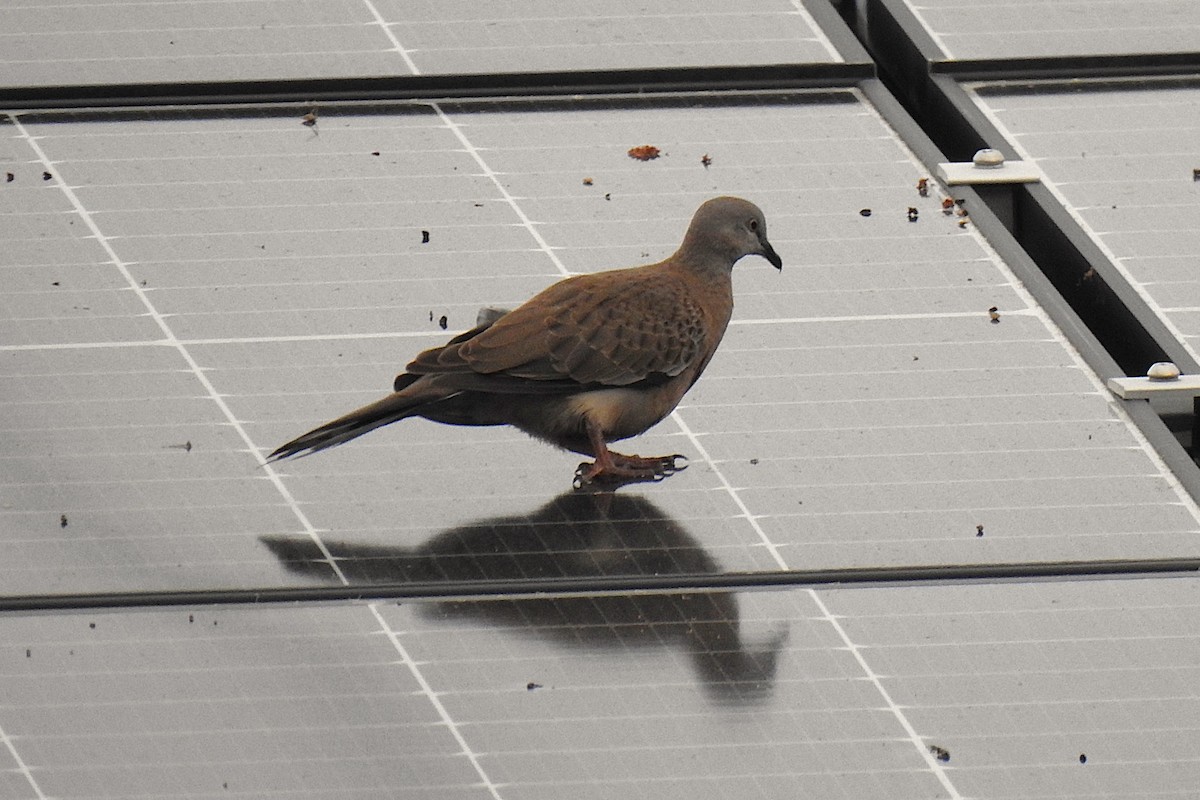 Spotted Dove - ML645929515