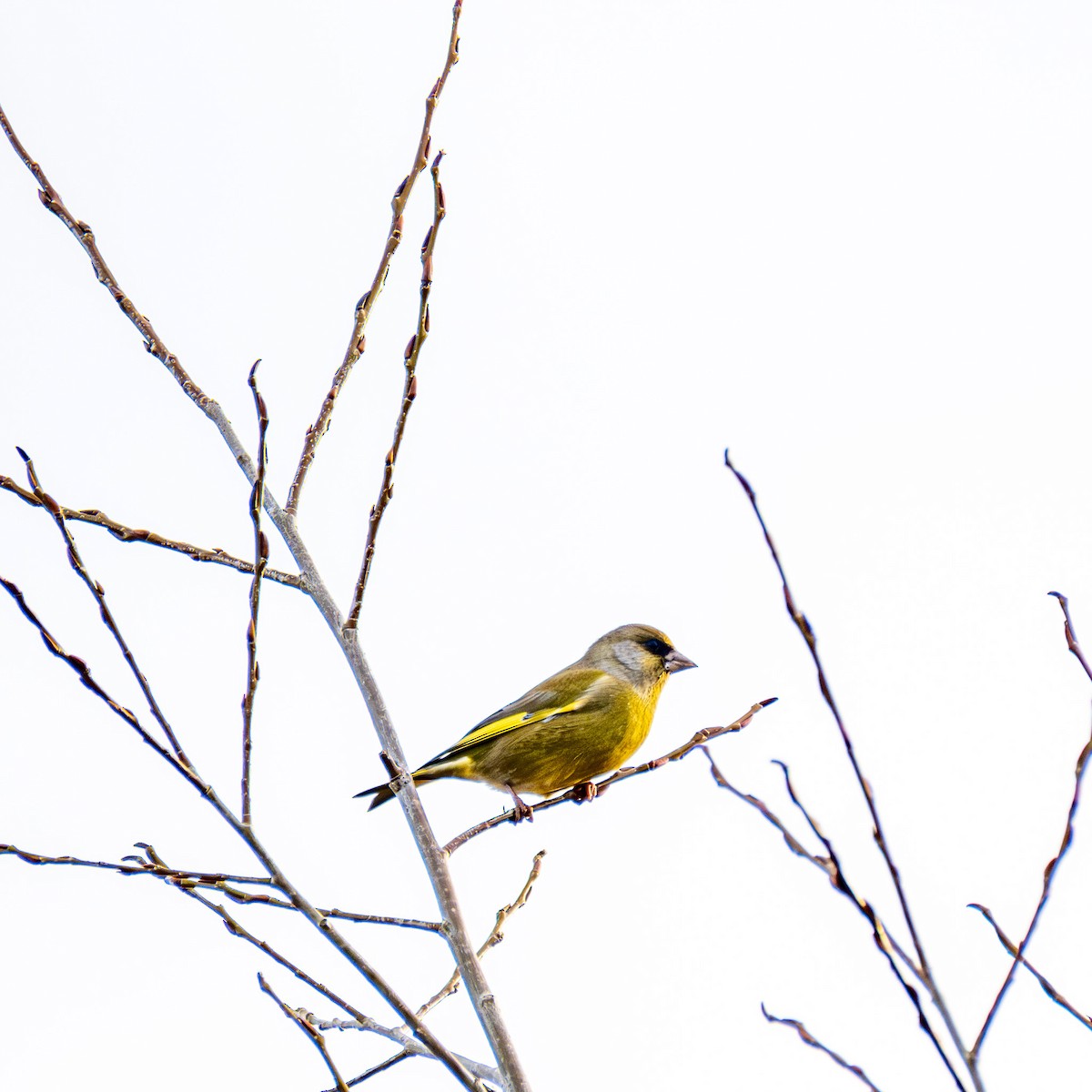 European Greenfinch - ML645929516