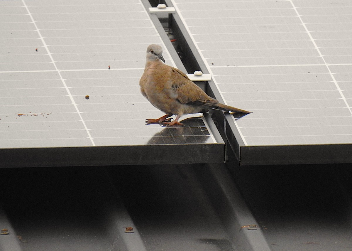 Spotted Dove - ML645929518