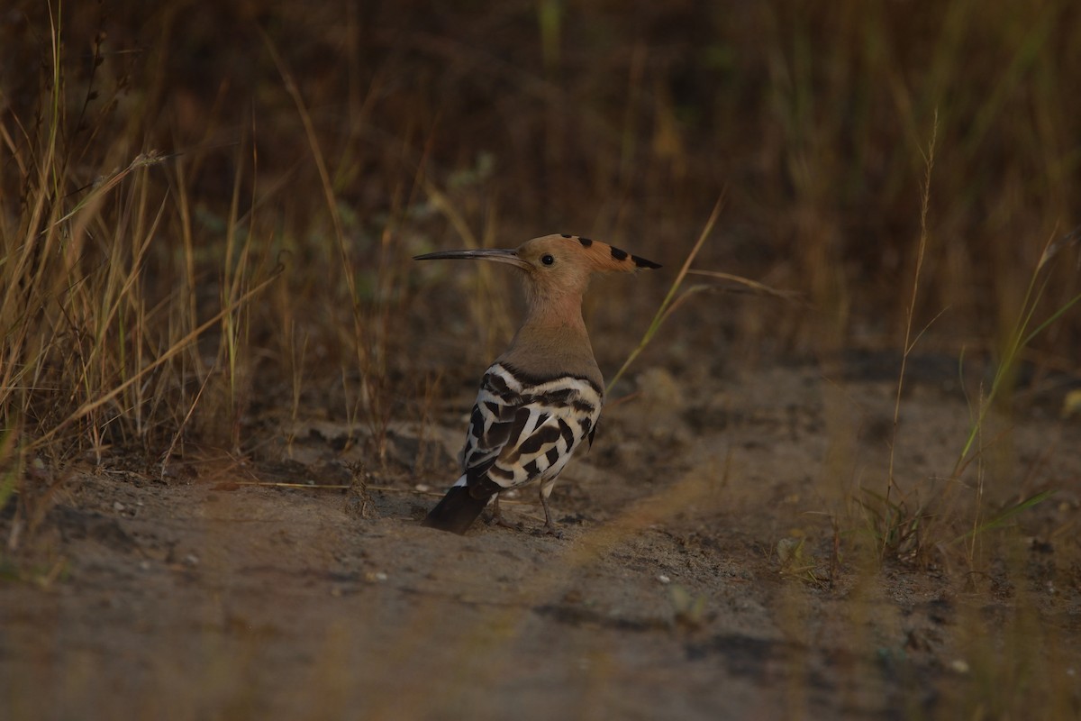 Common Hoopoe - ML645929520