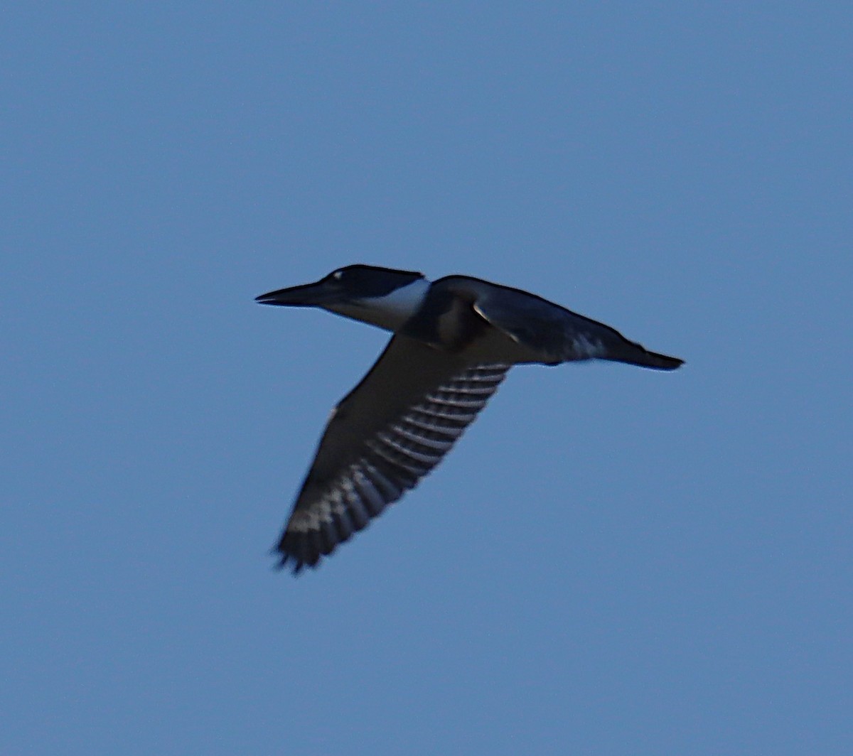 Belted Kingfisher - ML645929524