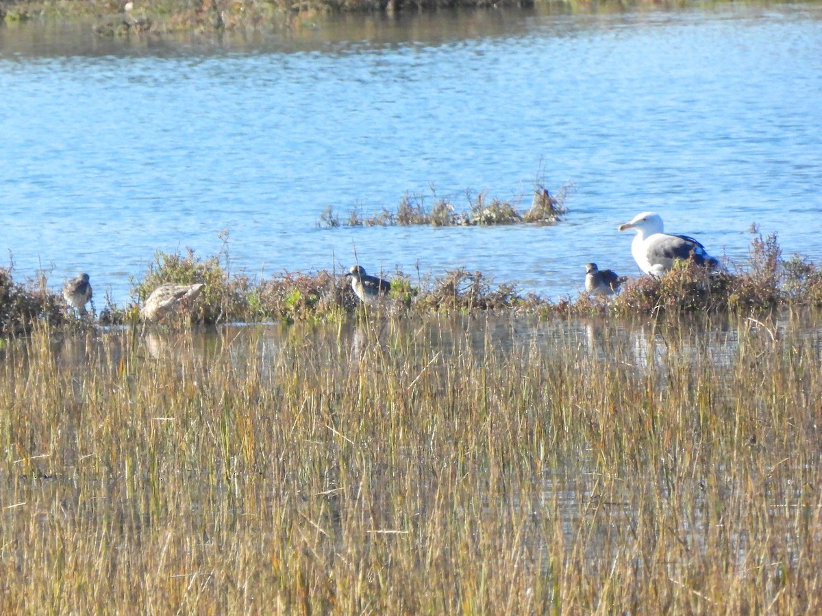Black-bellied Plover - ML645929528