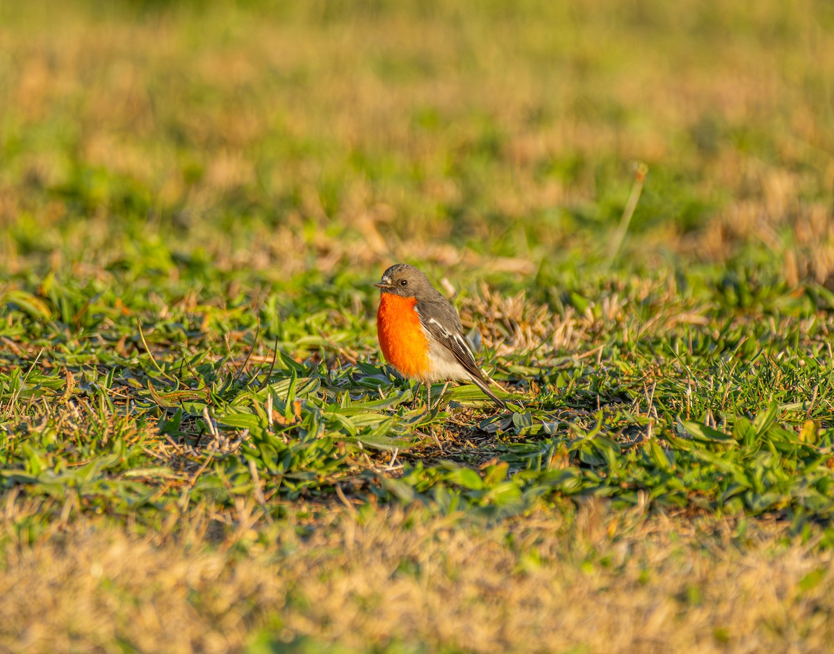 Flame Robin - ML645929529