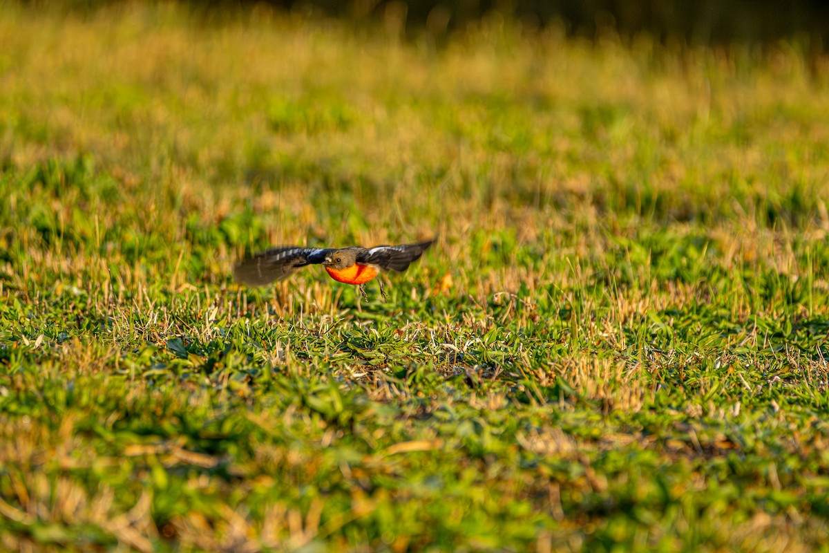 Flame Robin - ML645929530