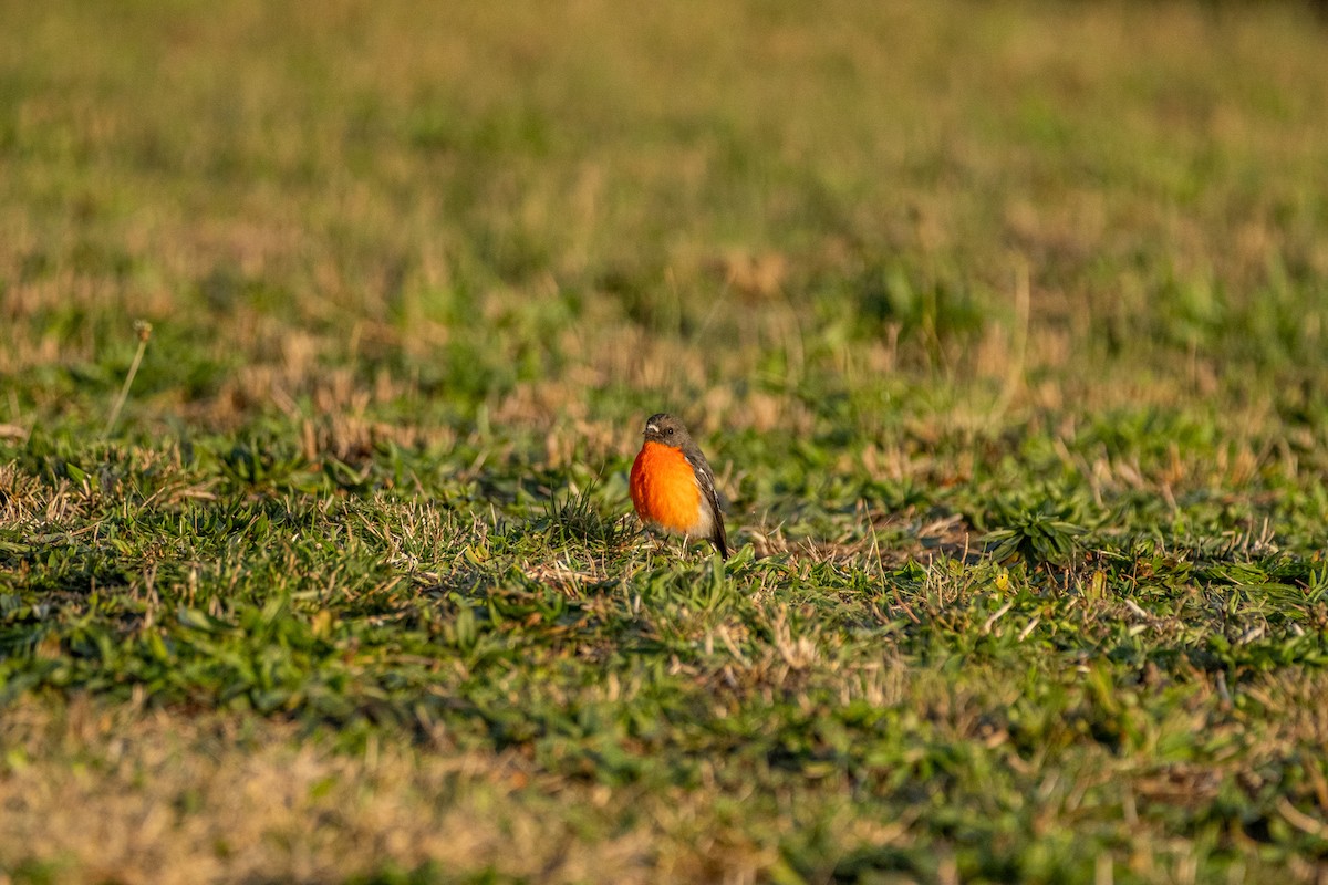 Flame Robin - ML645929531