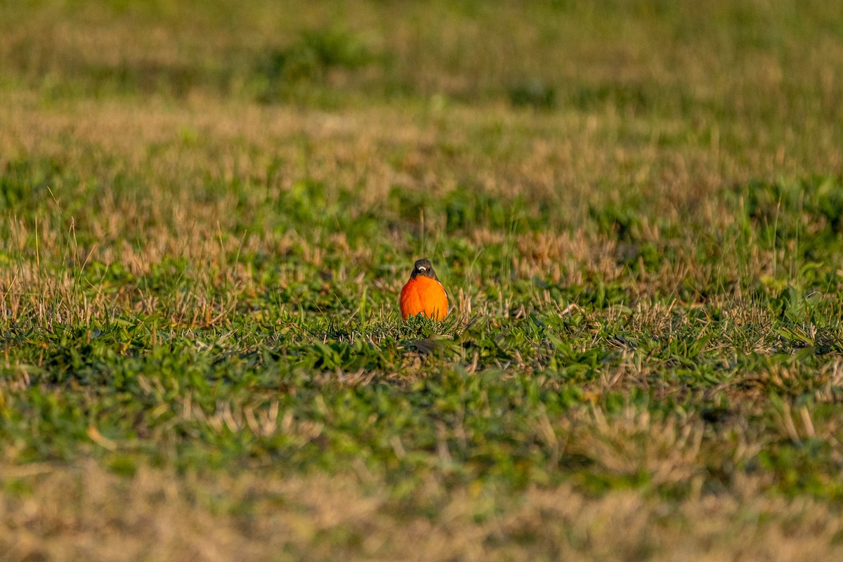 Flame Robin - ML645929532