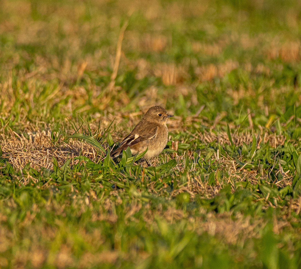 Flame Robin - ML645929533