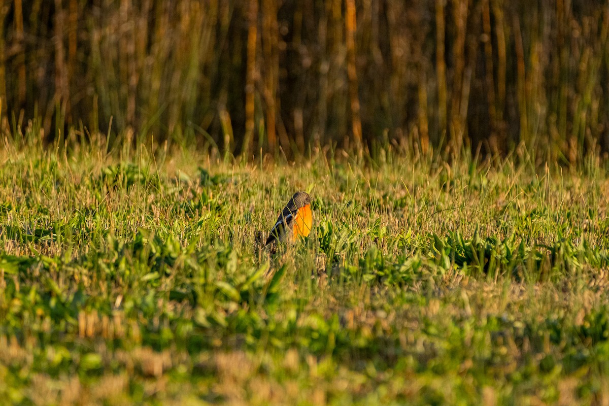 Flame Robin - ML645929534